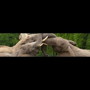 Stichting Ouwehand Zoo Foundation image 1