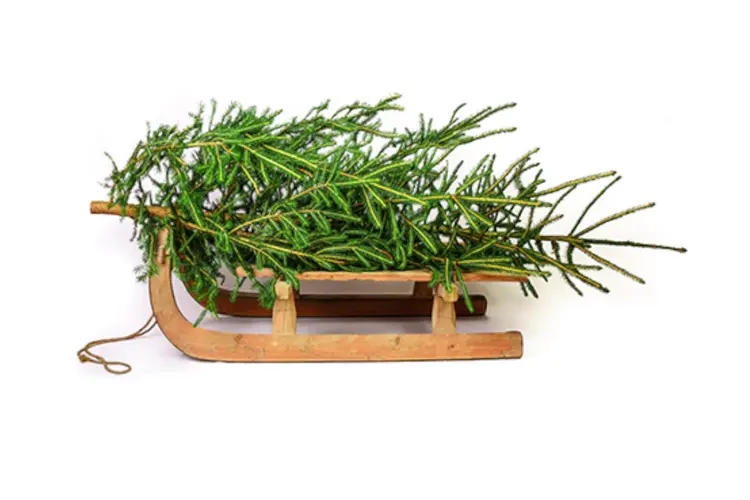 Kerstboom inleveren? Dat kan op 9 en 10 januari