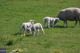 Lente officieel begonnen: zacht weer, later meer kans op buien